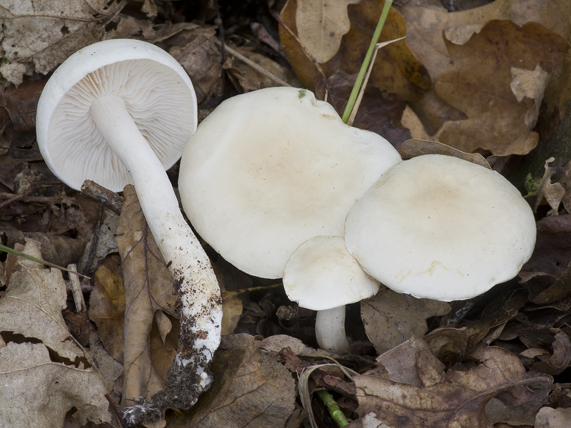 Tricholoma album